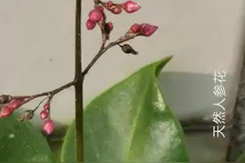 “鸡圈门未关”是衰老的征象图片