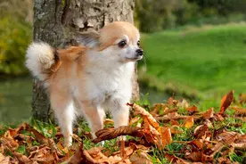 狗狗为什么会假孕？假孕有什么症状？图片