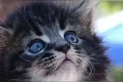 为什么小猫的眼睛颜色会变色？这是什么原理？图片