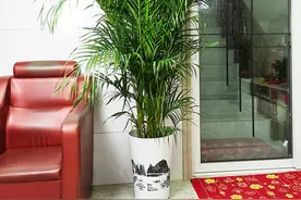 客厅养花讲究大，7种大型花，格调高，寓意好，养人又旺家图片