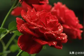 未来三天里，这四大生肖迎来优质桃花，感情细水长流，会怦然心动图片