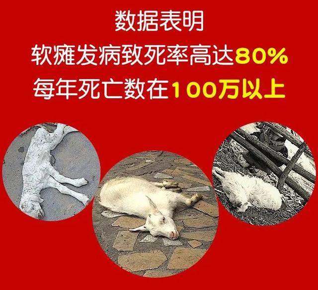 全身软瘫、卧地不起，2-5天死亡！这个方法成功率99%！软瘫不再愁