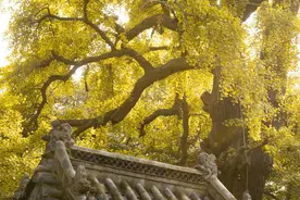 欲广福田，须凭心地：《阴鸷文》里积德的四件事，你能做到几件？图片