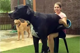 女生养狗，建议别养“大型犬”，有这6个hold不住的原因图片