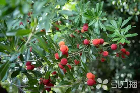 杨梅陆续上市，农药残留多吗？会吃出虫子吗？苏州市场监管贴心解答→图片