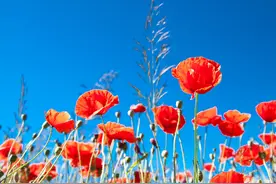 岁末，写一封情书致亲爱的你，你是爱的永远，是我思念的唯一图片