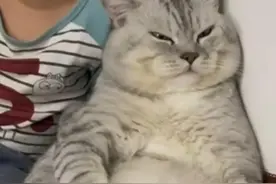 和主子斗气的猫咪该怎么哄图片