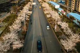 渔皇路“樱花大道”已上线！这里的花海盛宴等你来图片