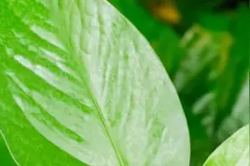 【养花知识营地】一个鸡蛋就可以让绿萝疯长，让绿萝疯长的妙招图片