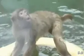 从“山大王”到“山小弟”，网红暴猴被收编后被“正规军”霸凌？园方回应→图片