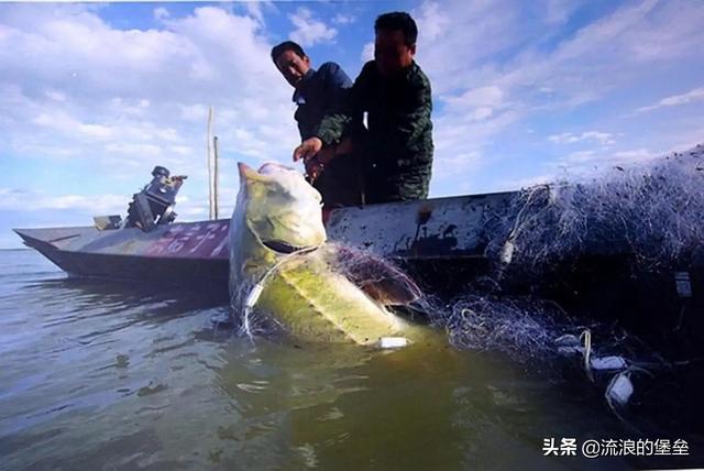 最贵的鱼鳔是什么鱼 世界上最贵的鱼鳔