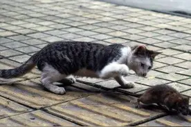为什么猫专逮老鼠？图片