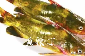 武汉优质农产品——涨渡湖黄颡鱼：黄颡鱼的这些“外号”你知道吗？图片