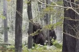 四川黑竹沟，究竟是怎样的地方？人畜一旦进入后就会失踪或死亡图片