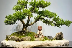 要想养好黄杨，浇水的方法和技巧不能少图片