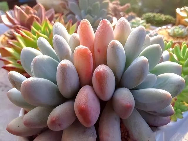 270种常见多肉图谱，一分钟认全！