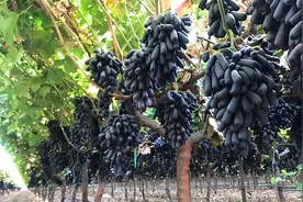 好看又好吃的蓝宝石葡萄，养护时要注意这几点，果子更大更甜图片