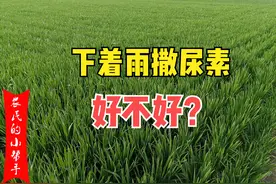 小麦返青拔节期，能不能下着雨撒尿素？肥效好不好？图片