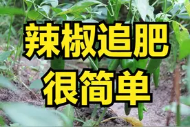 辣椒追肥，选择复合肥还是尿素？告诉你5个小技巧，让你收获满满图片