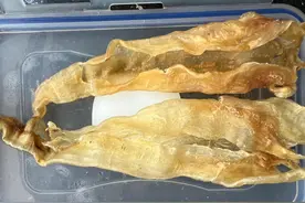 花胶的正确泡法，泡发前后差异大。图片