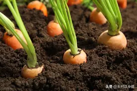 种植胡萝卜和萝卜，抓住前促苗后促根，保证长得个大条又直图片