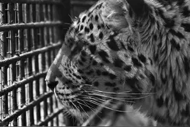 高学历者或精英以猎物出现，谁才是猎人？图片