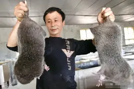 上海多地发现“巨型老鼠”，最小一只10斤，为何不能吃也不能打？图片