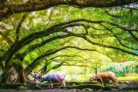 我保护了一棵305的榕树图片