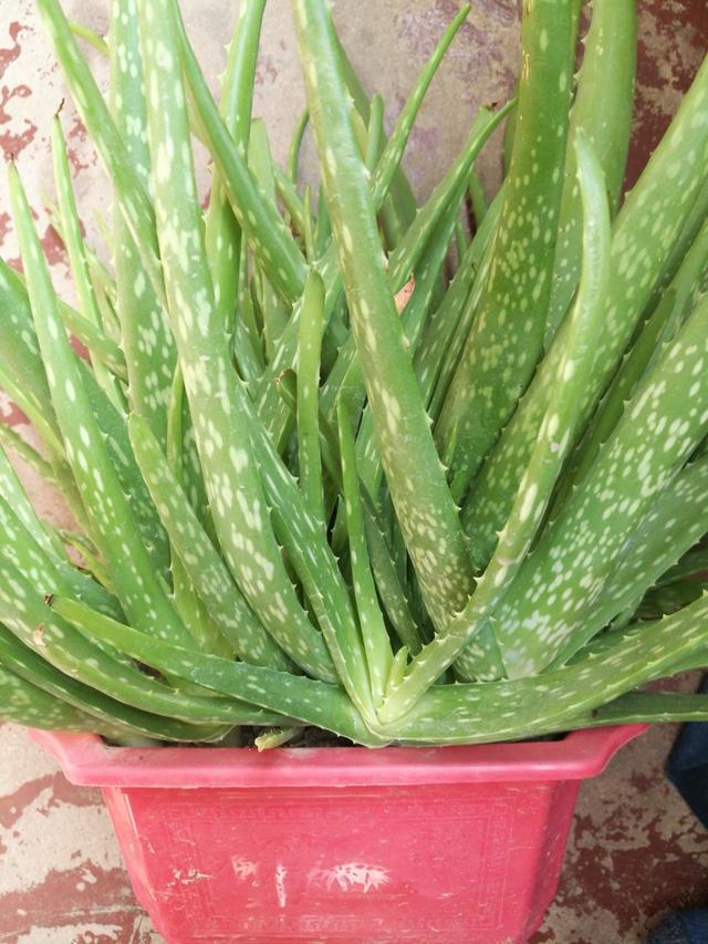 年宵花种类很多,最好养的还是水仙花,水培养护,开花漂亮(水植物盆栽有