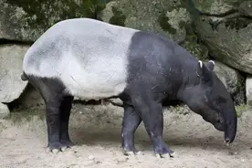 五不像—马来貘图片