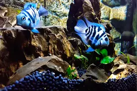 迷你鹦鹉鱼配对的前兆图片