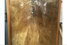 真的是又怕又想看，谁能想到会有人设计出来这些图片
