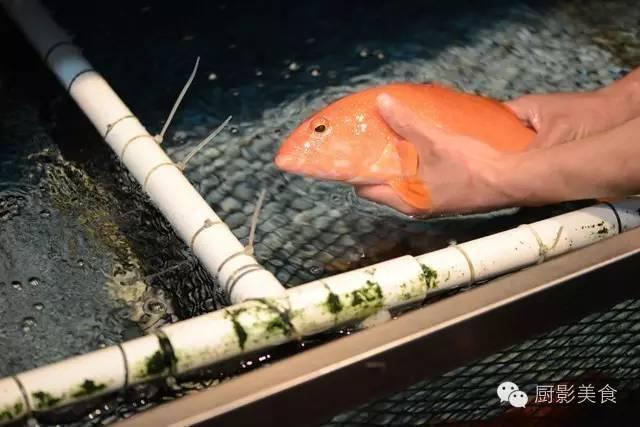 花胶选几级的 花胶等级顺序鱼胶排名大全