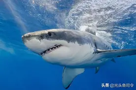 钓鱼“世界纪录”：你觉得钓获最大的鱼有多大？胆量限制你的想象图片