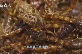 蝎子有毒，为什么可以炸着吃？图片