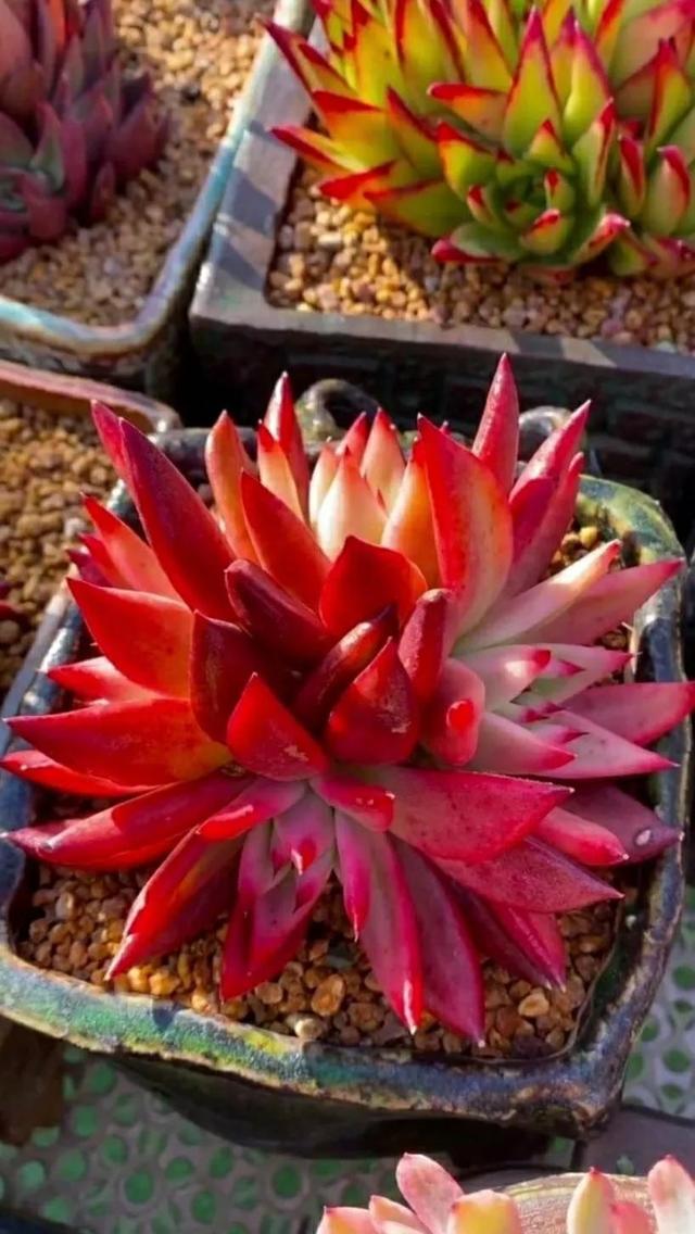 红色多肉:鸿运当头俏郎君!姹紫嫣红新嫁娘?东云口红 野马 黄金雨