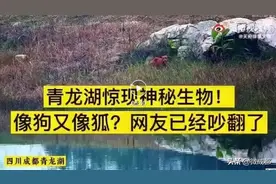 成都青龙湖，惊现“神秘生物”！网友不淡定了...图片