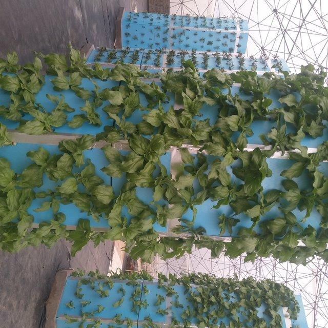 冰菜生物学特性及气雾培生产技术