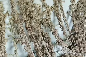 今天才知道，原来艾草浑身都是宝，家里放一把，一年能省不少钱图片