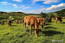 吉林省实施全产业链开发，奋力打造万亿级规模大产业，探索走出产业兴旺引领乡村振兴的发展之路图片