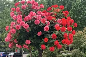 红楼杂谈之宝玉当干爹与中国认干亲习俗图片