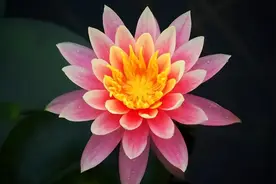 一个人不想说话，也不想跟人打交道，说明了人生的三种状态图片