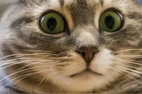 别吓你家猫咪了，“应激反应”出现，可能会让猫咪去喵星图片