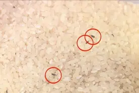 大米长虫怎么办？教你几招，久放也不长虫不发霉~图片