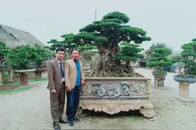 越南男子将百年古树分成两棵培育11年，现其中一棵估价超过600万图片