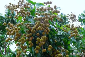 一种四季结果的龙眼，因为品种生长特征，就算在冬天也有新鲜龙眼图片