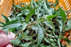 夏至后，别错过墨菜，全身是宝，却常被当成杂草，随手一炒真鲜美图片