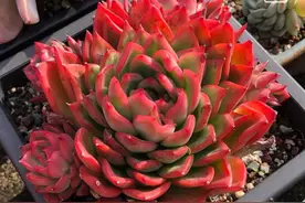 二月如诗，如沐春熹，春暖花开，奔你而来图片