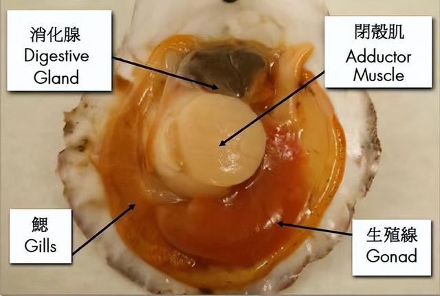 海鲜瑶柱是什么东西 六种人不宜吃瑶柱