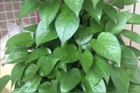 绿萝能晒太阳吗？养花大神“一招”，让它一直翠绿旺盛，爬满客厅图片